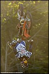 Rebaud_09_SPD2334.jpg