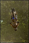 Teel_08_SPD2121.jpg