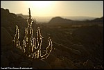 Misc_12_SPD9562.jpg