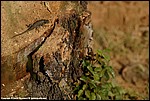 Misc_06_DSC0845.jpg