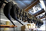 Misc_321_DSC1250.jpg